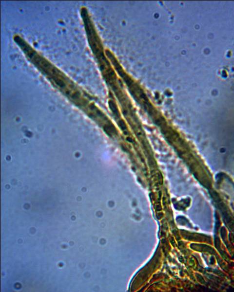 Lachnum virgineum (Batsch:Fr.)P.Karst.